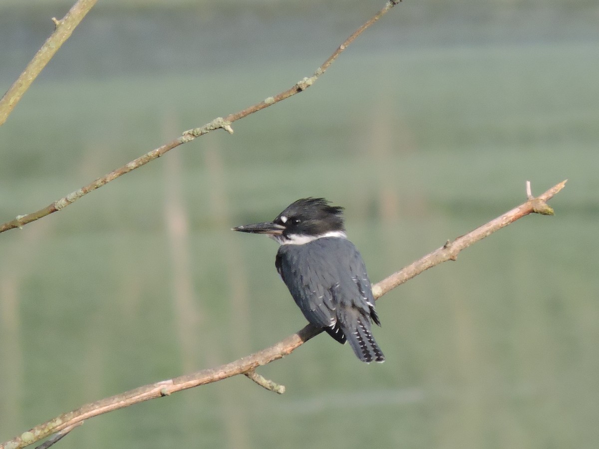 Belted Kingfisher - ML63469021