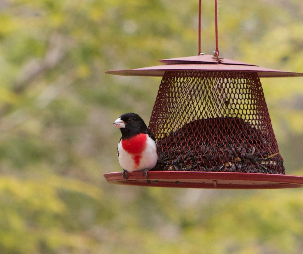 Rose-breasted Grosbeak - ML634690390