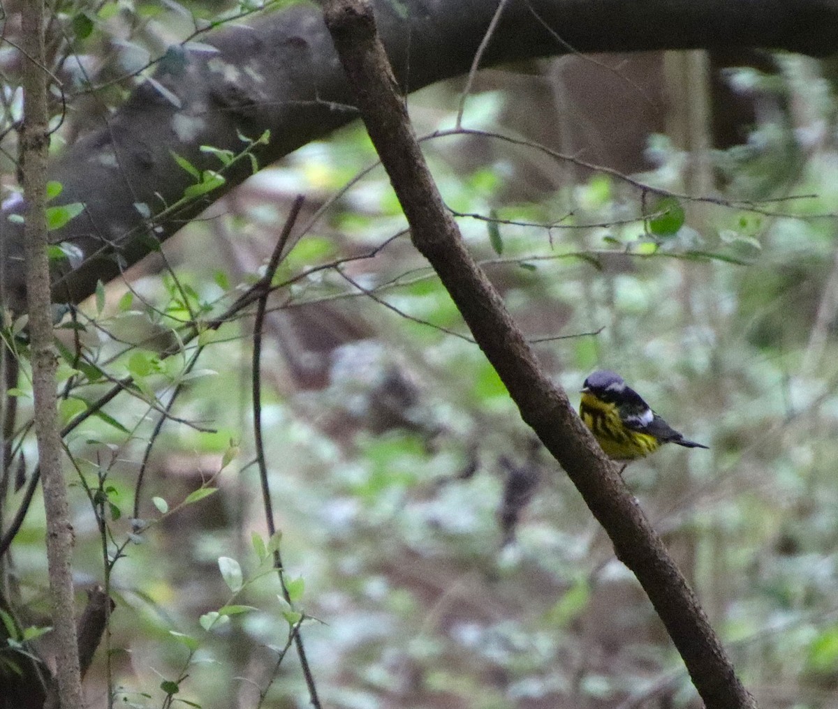 Magnolia Warbler - ML634690402