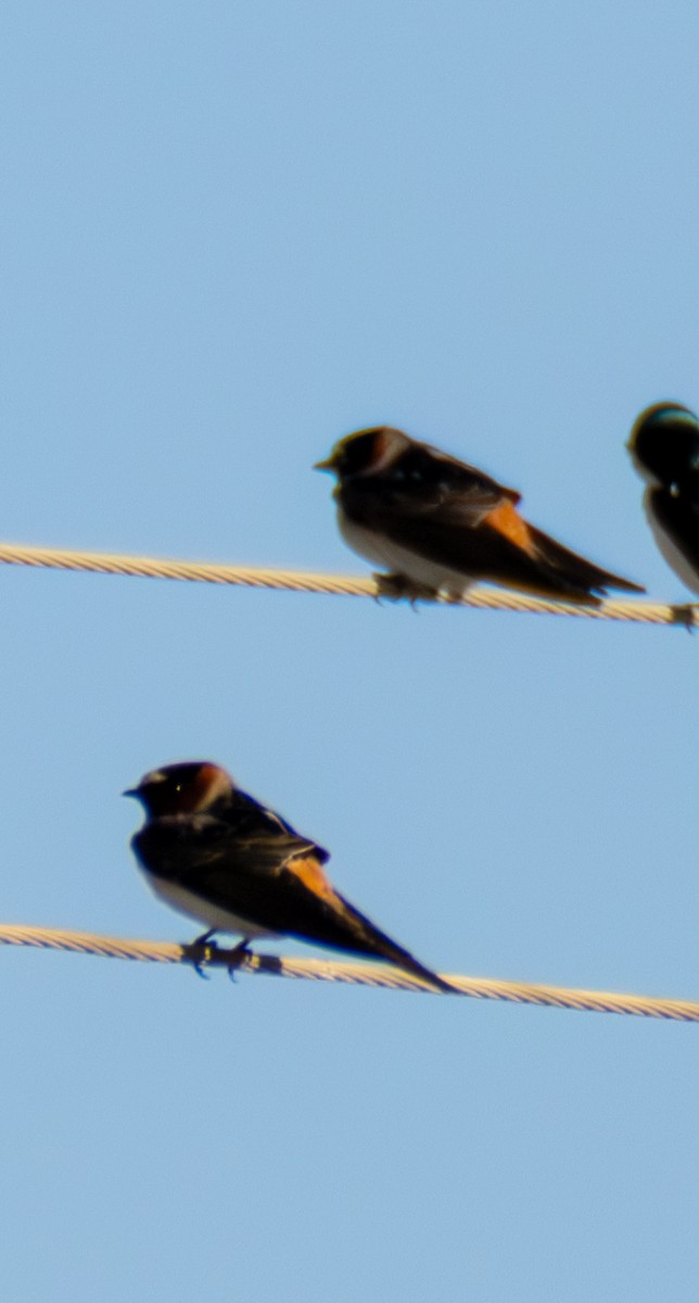 Cliff Swallow - ML634690405
