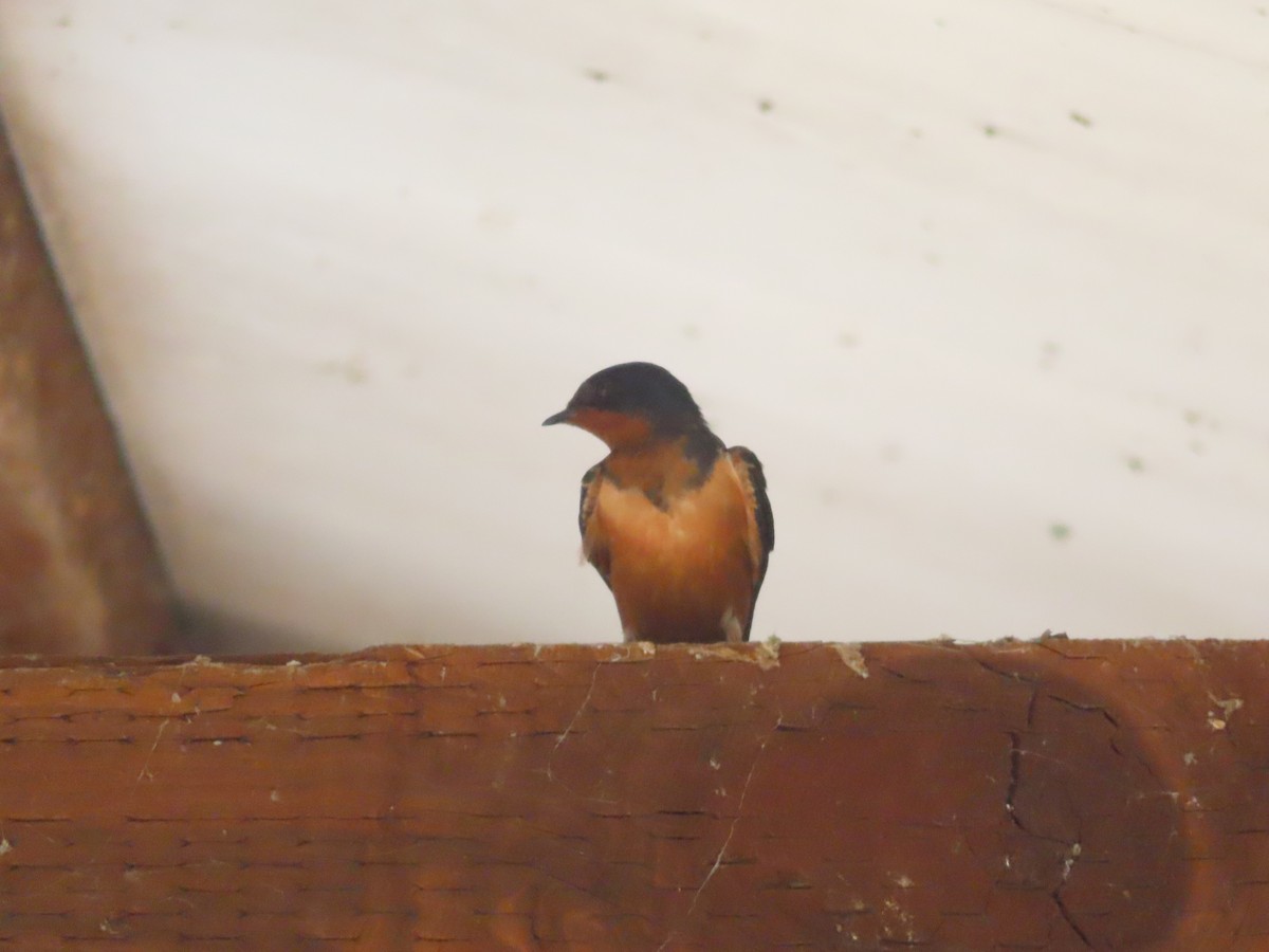 Barn Swallow - ML634690468