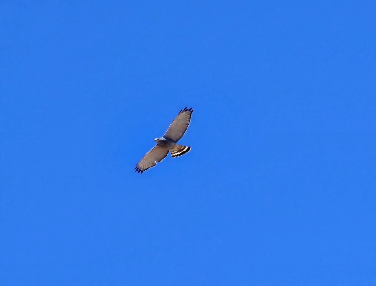 Gray Hawk - ML634690483