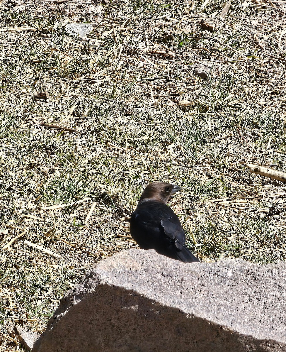 Brown-headed Cowbird - ML634690530