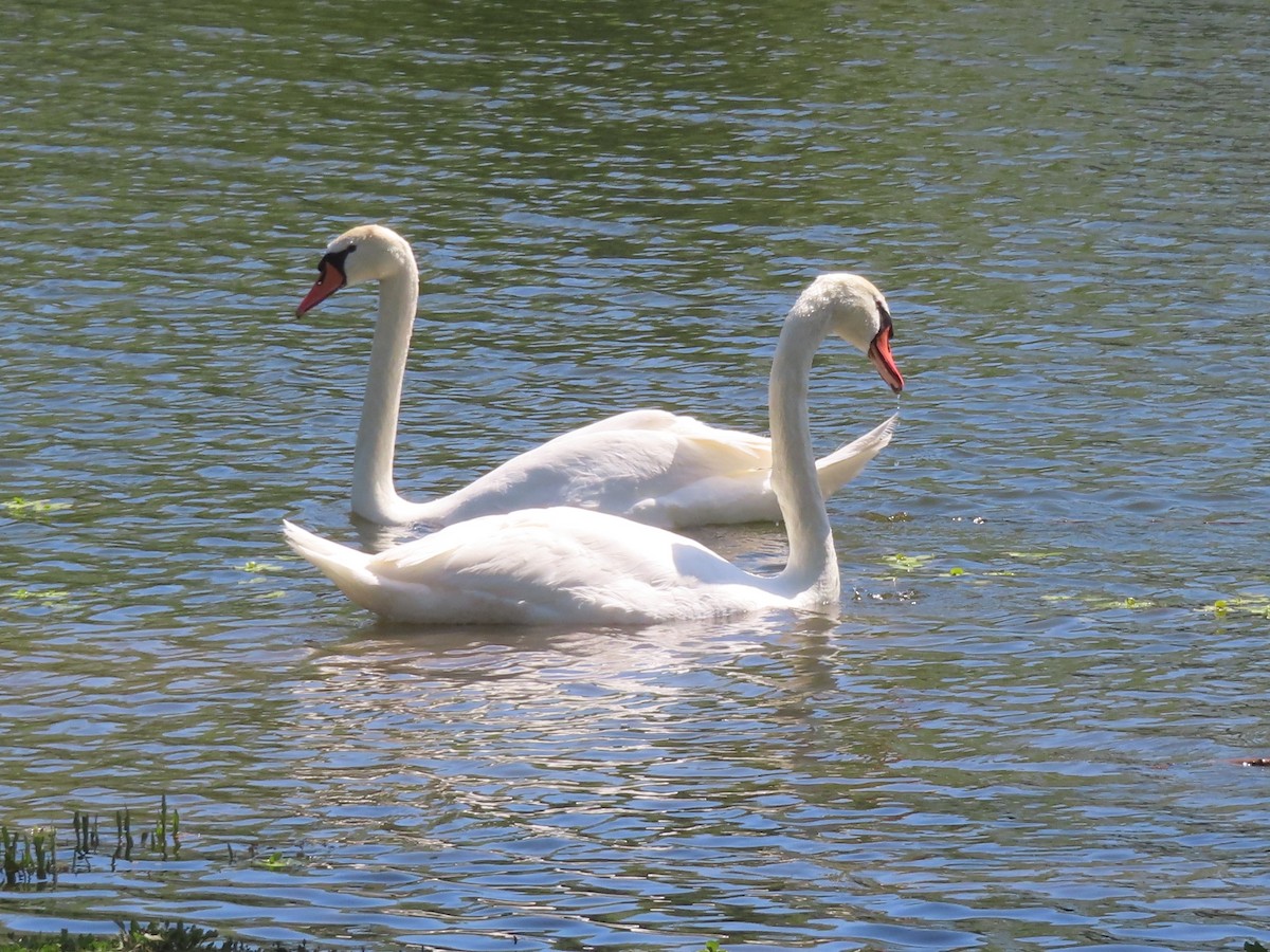 Mute Swan - ML634690556