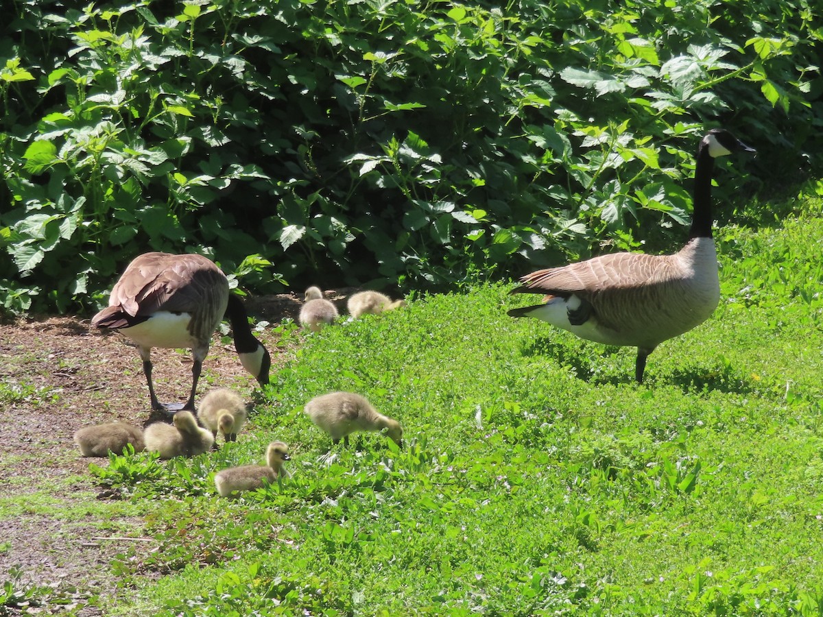 Canada Goose - ML634690583