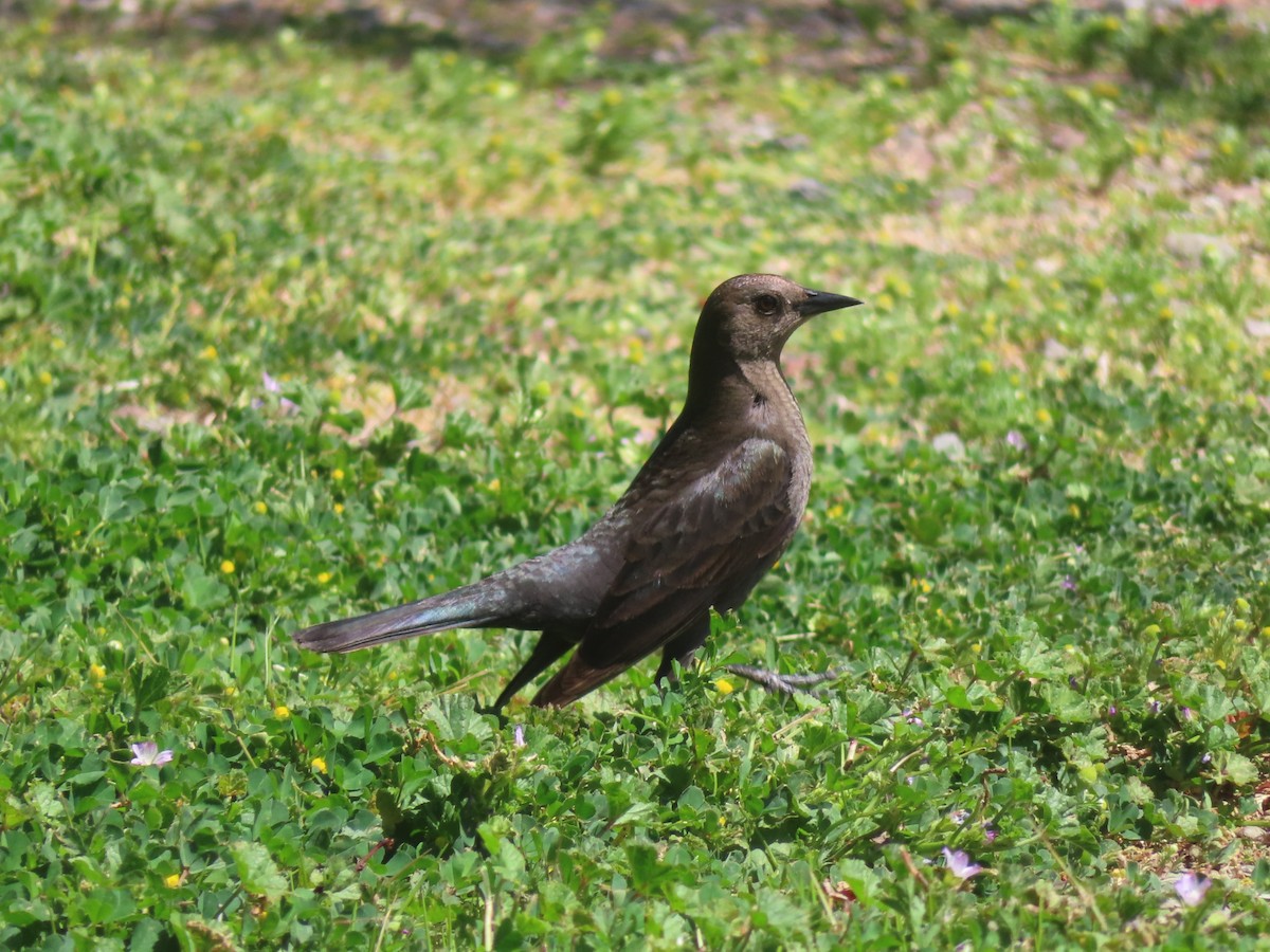 Brewer's Blackbird - ML634690629