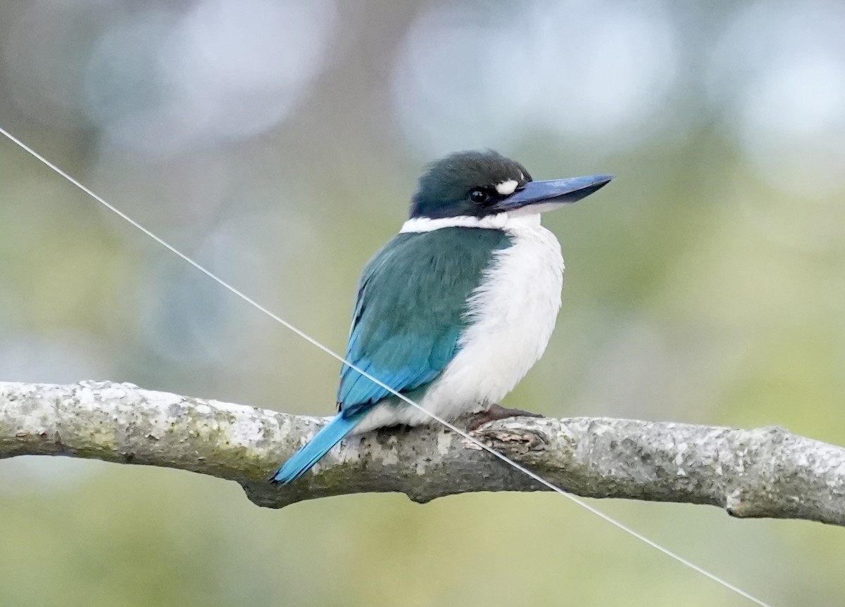 Torresian Kingfisher - ML634690633