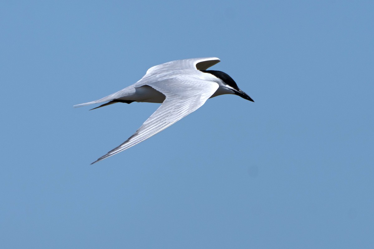 Gull-billed Tern - ML634690649
