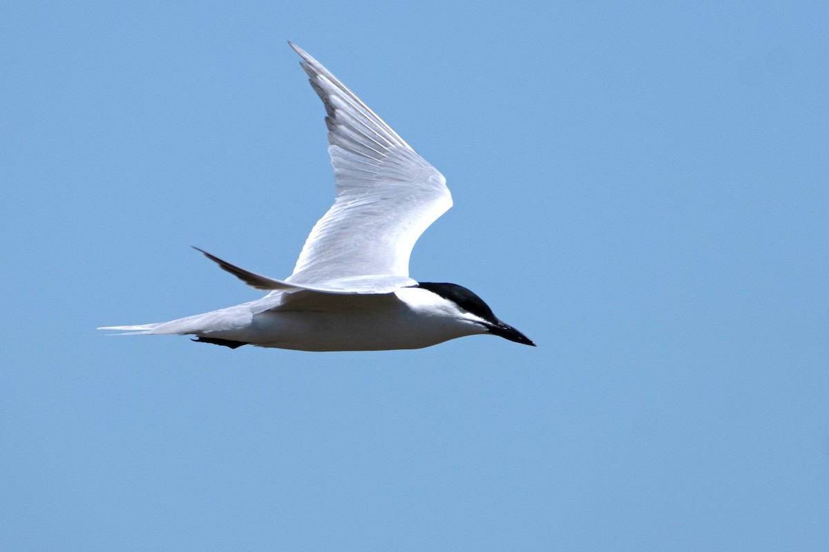 Gull-billed Tern - ML634690651