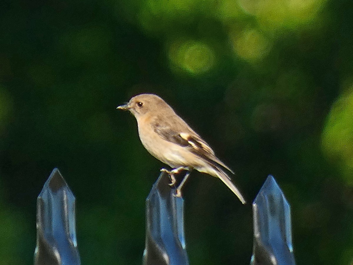Flame Robin - ML634690668