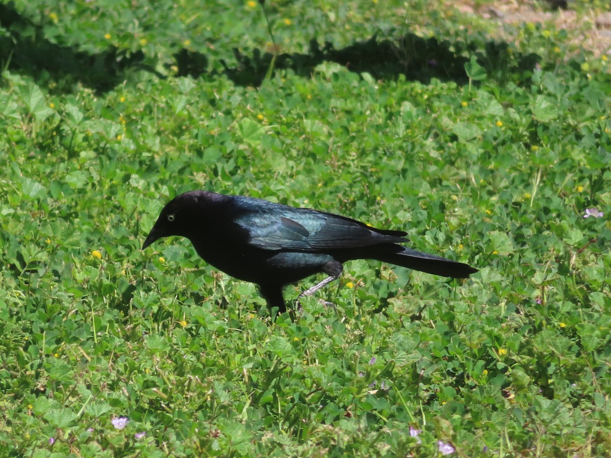 Brewer's Blackbird - ML634690671
