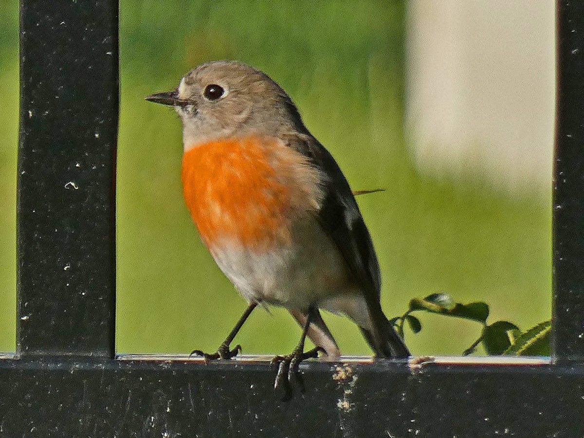 Scarlet Robin - ML634690695