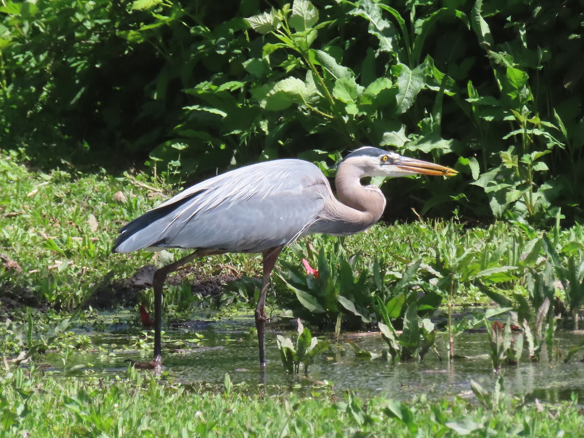 Great Blue Heron - ML634690708