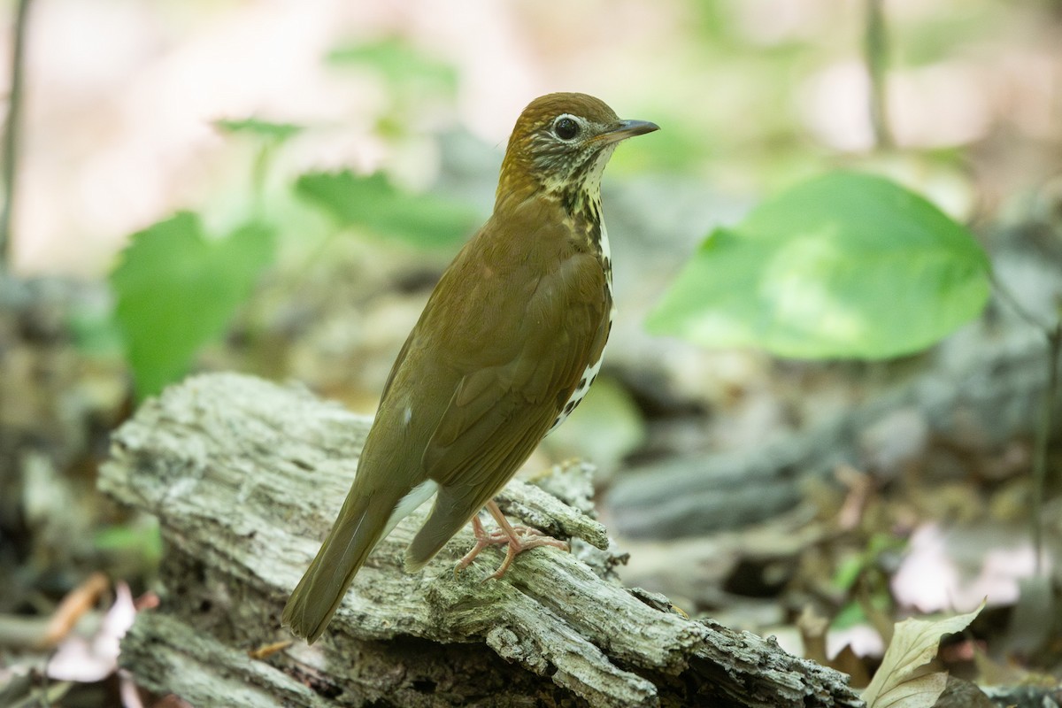 Wood Thrush - ML634690726