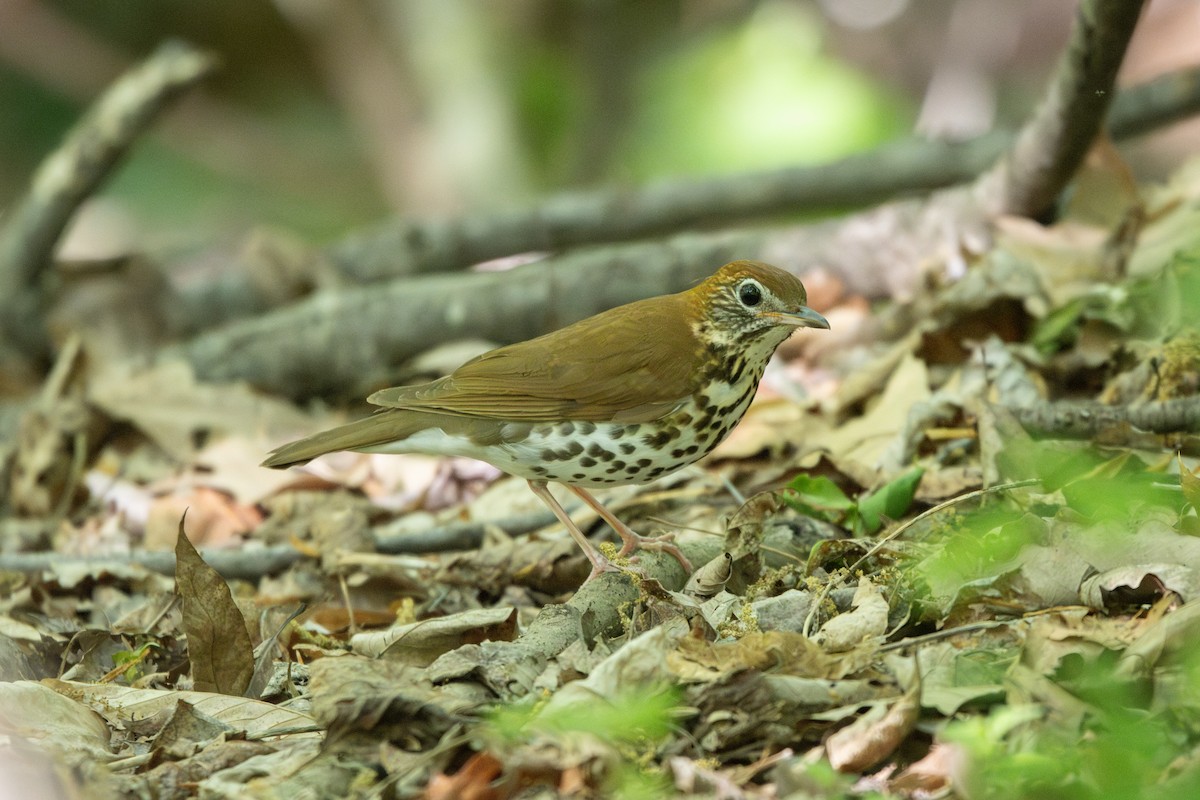 Wood Thrush - ML634690734