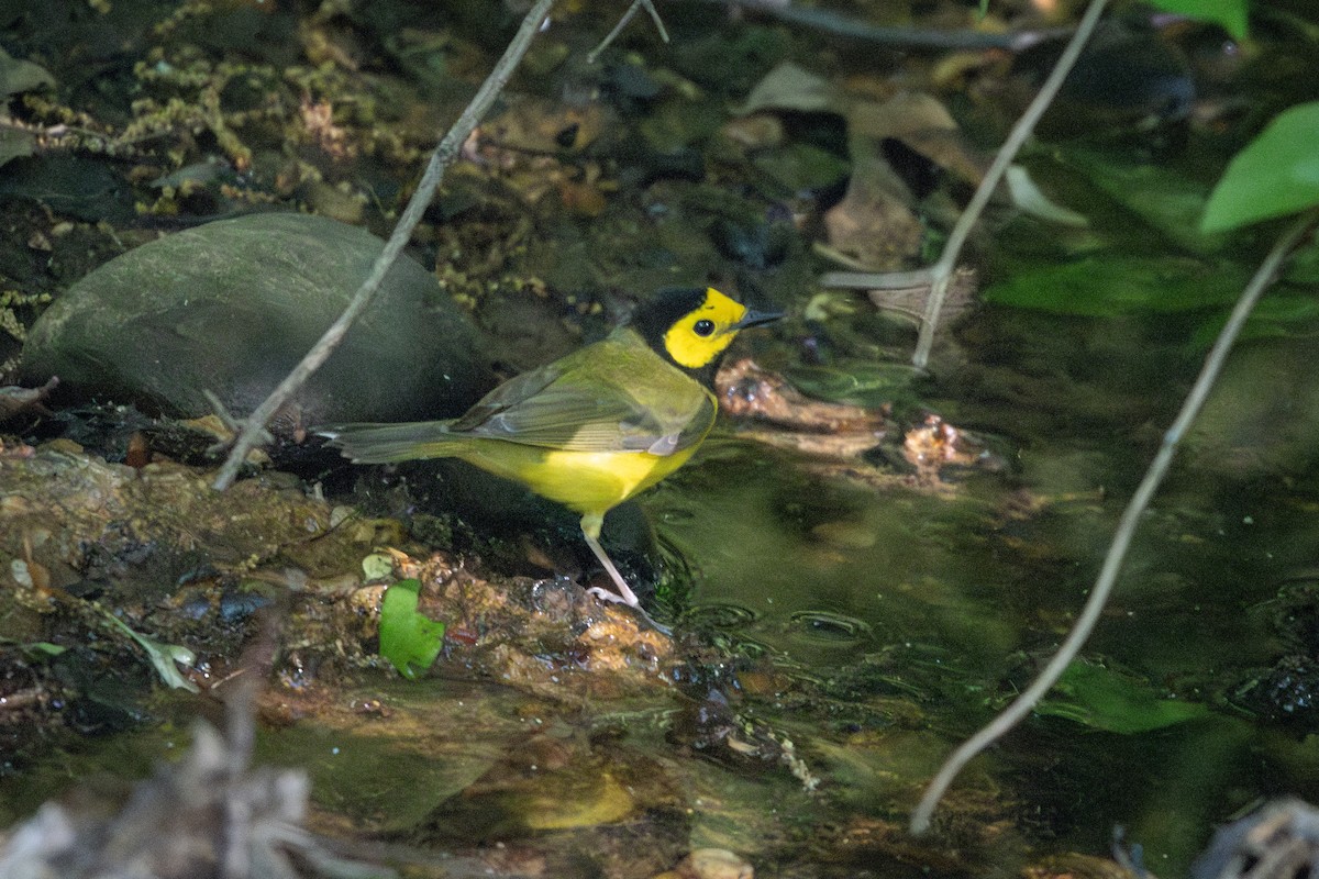 Hooded Warbler - ML634690759