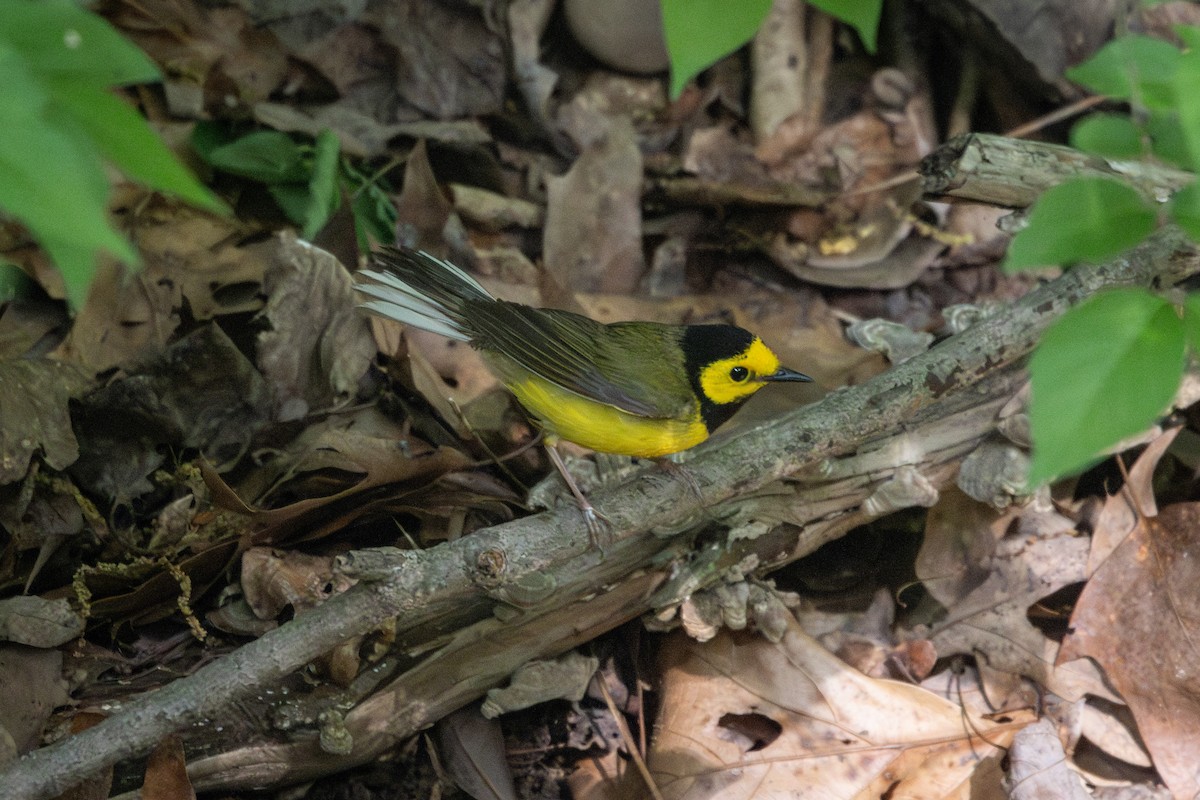 Hooded Warbler - ML634690765