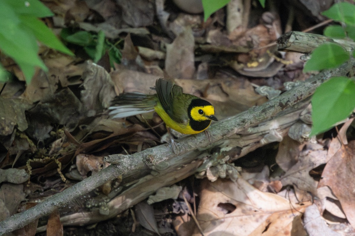 Hooded Warbler - ML634690771