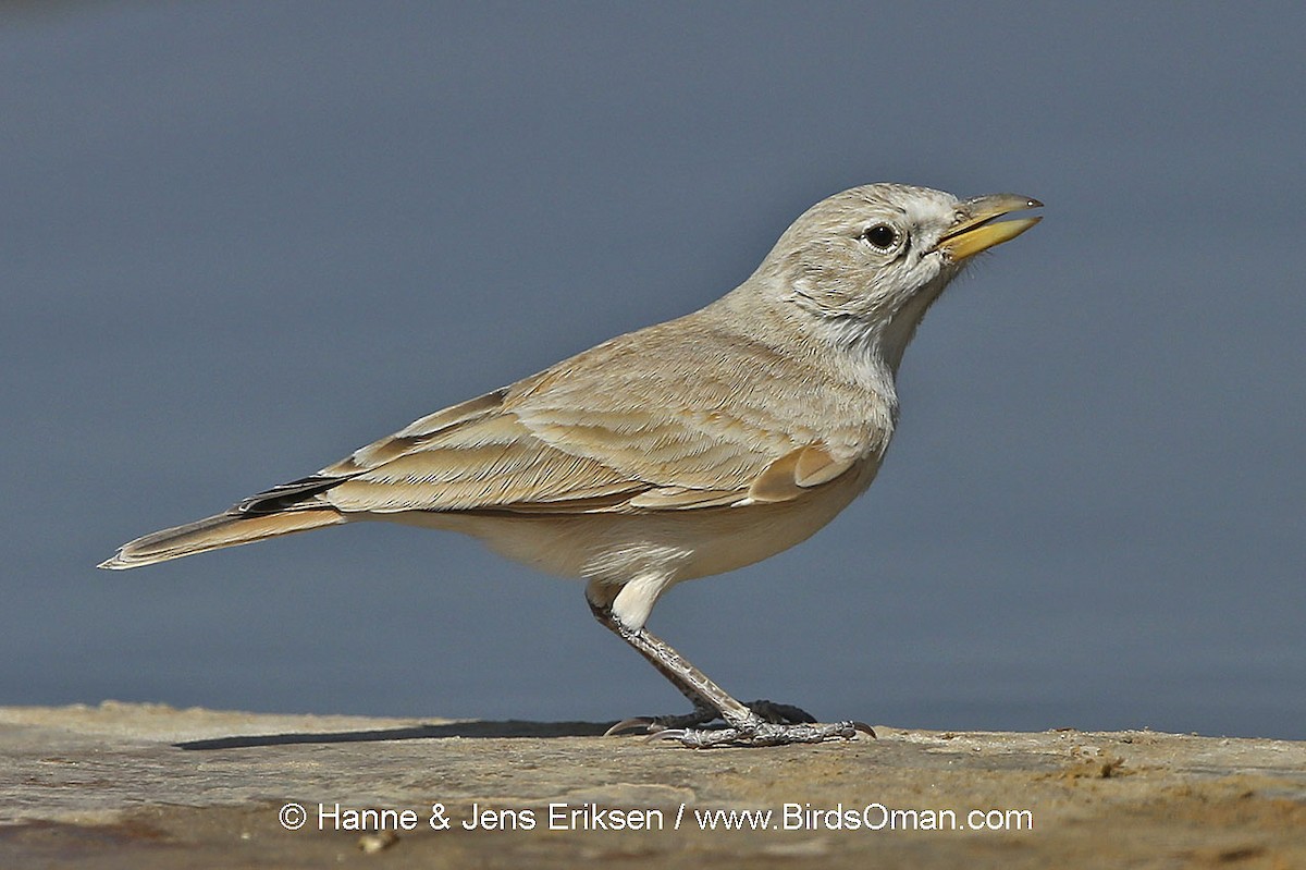 Desert Lark - Jens Eriksen