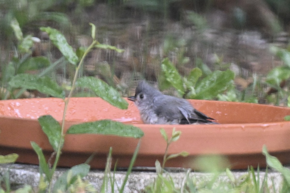 Tufted Titmouse - ML634690811