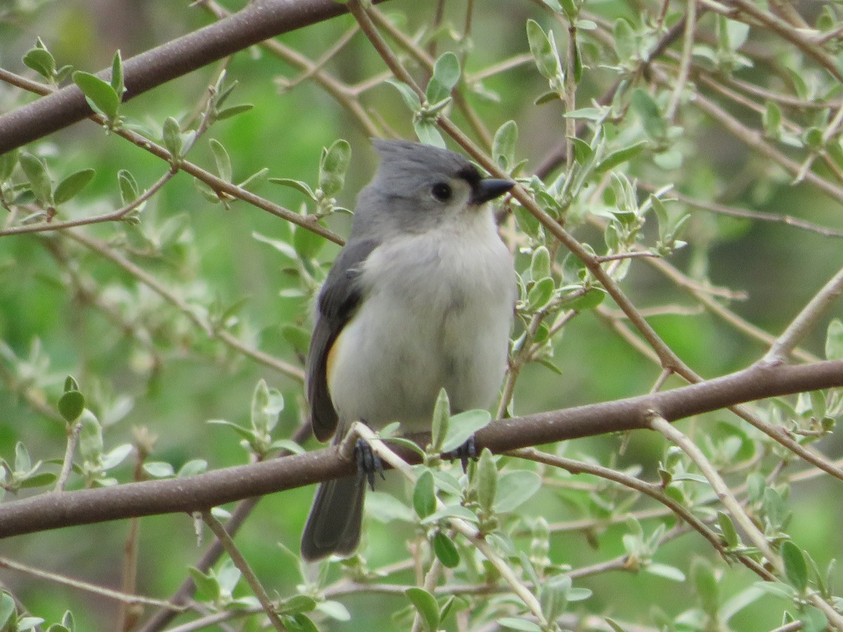 Tufted Titmouse - ML634690815