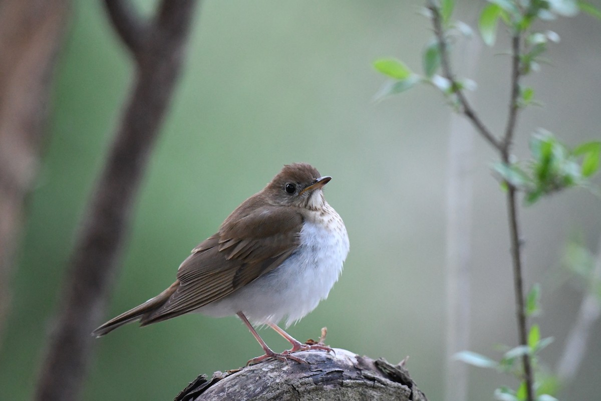 Veery - ML634690939