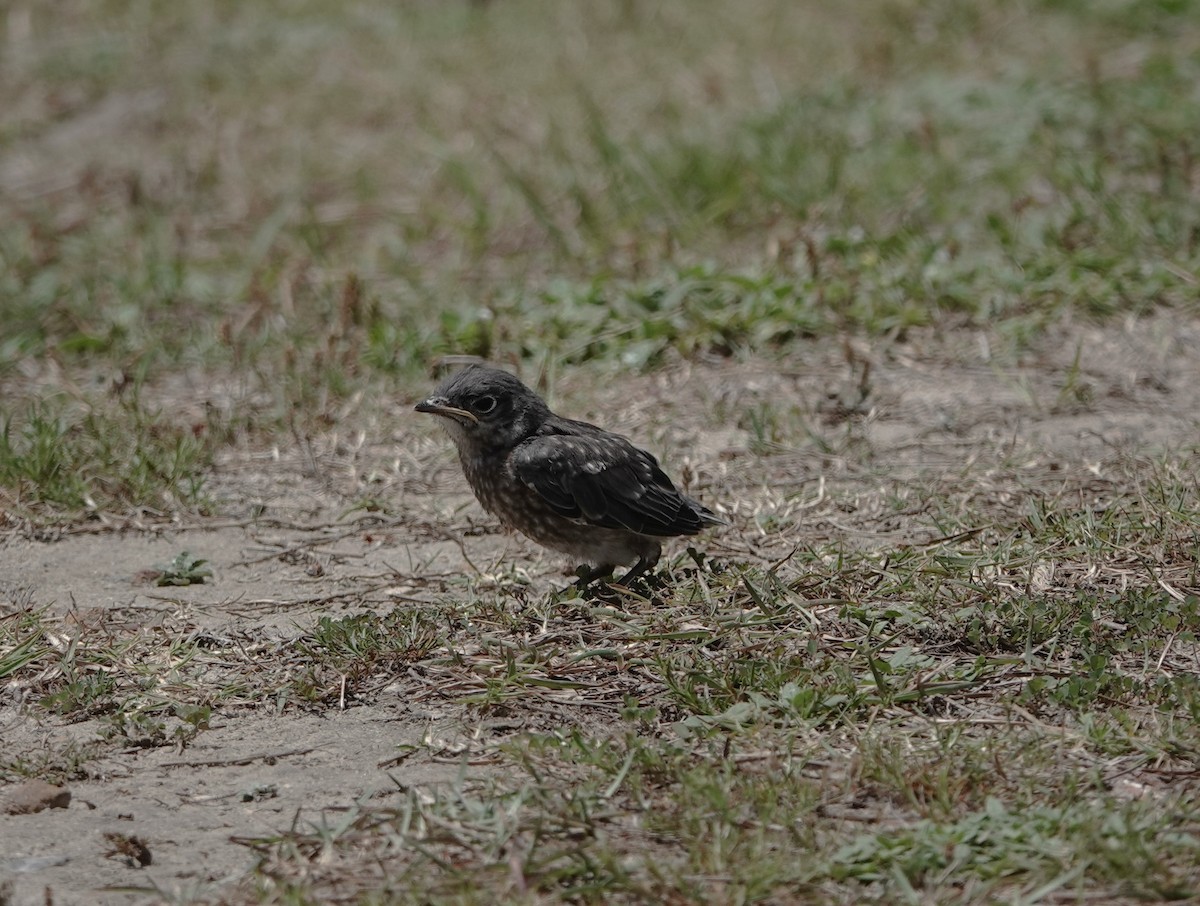 Eastern Bluebird - ML634691064