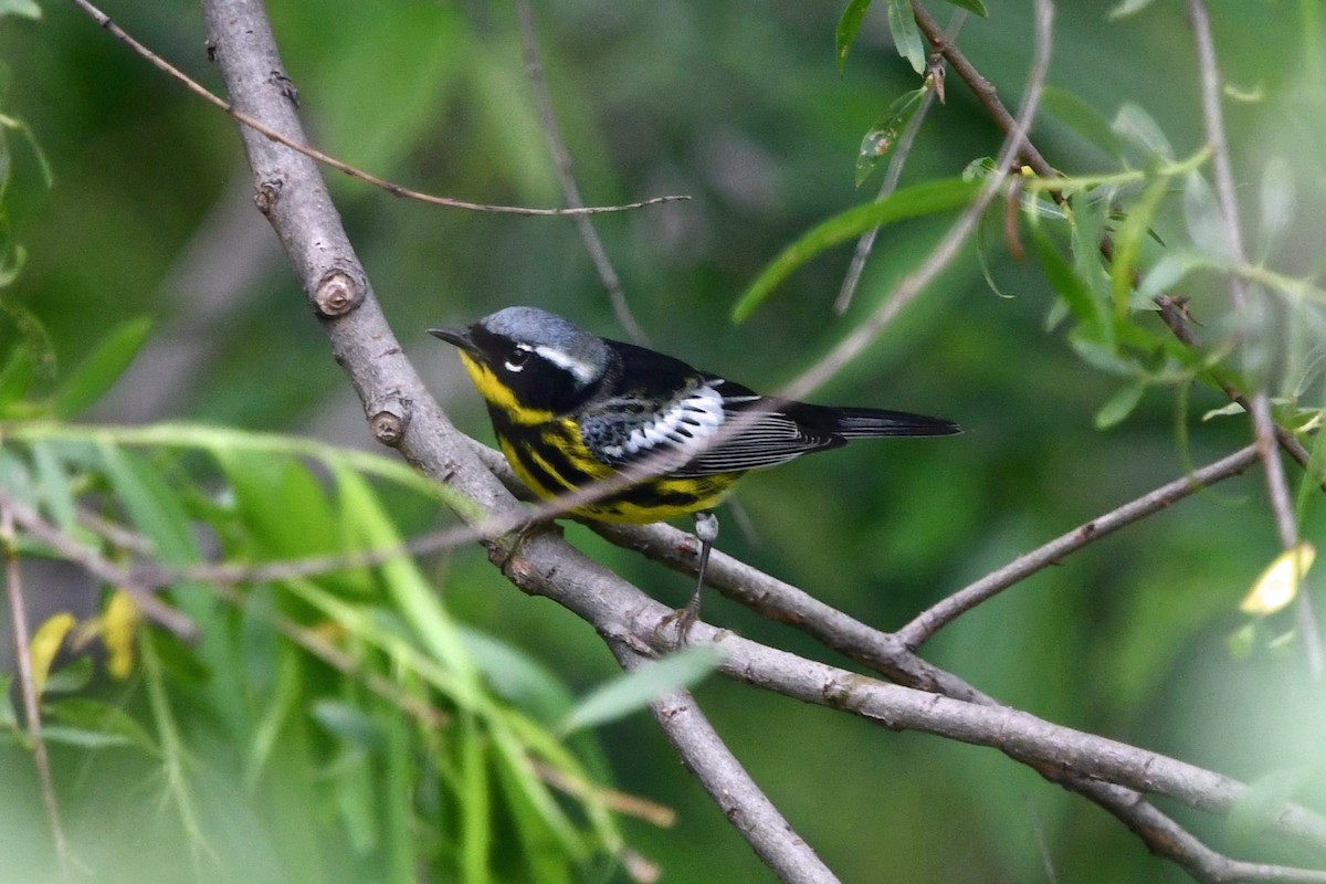 Magnolia Warbler - ML634691085