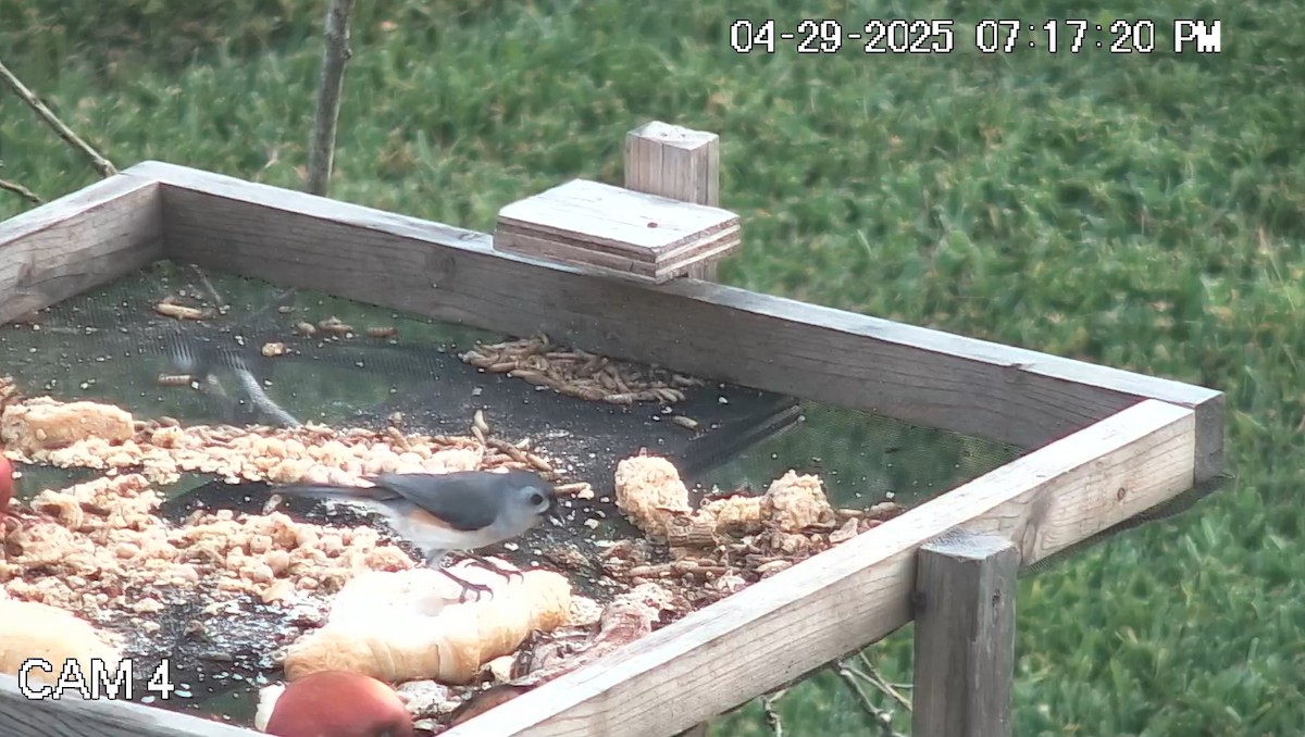 Tufted Titmouse - ML634691133