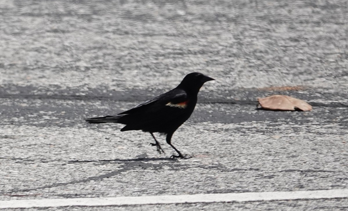 Red-winged Blackbird - ML634691149