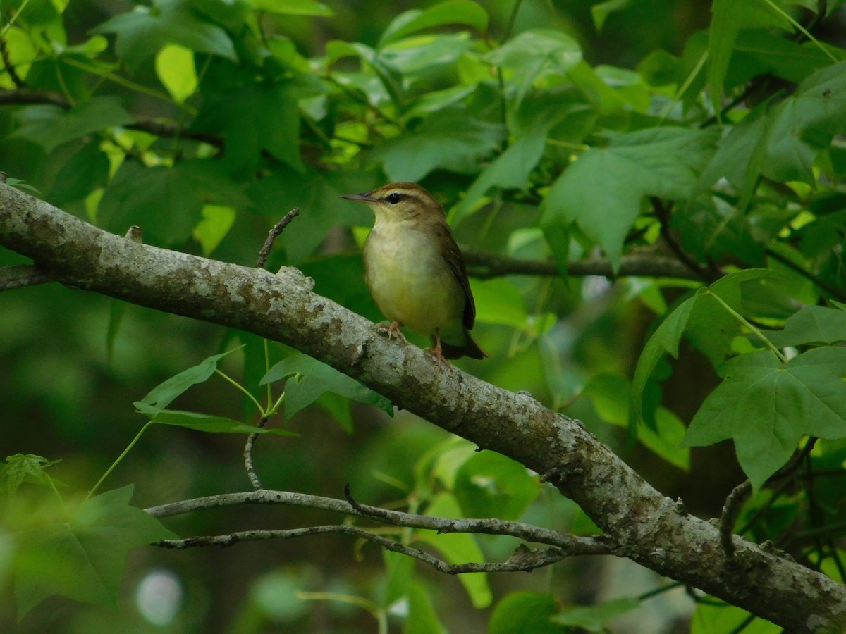 Swainson's Warbler - ML634691327