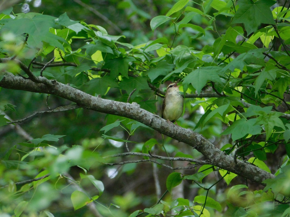 Swainson's Warbler - ML634691328