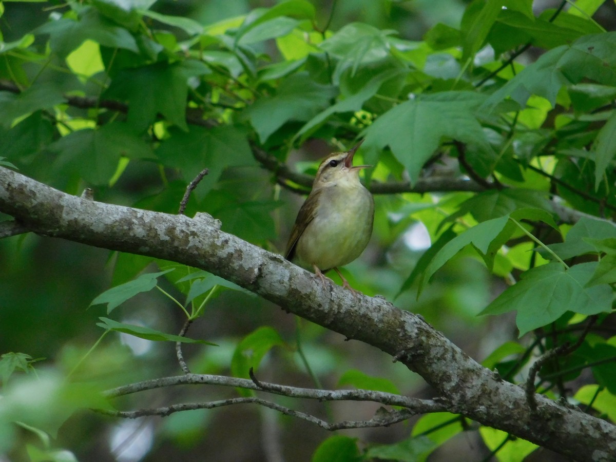 Swainson's Warbler - ML634691329