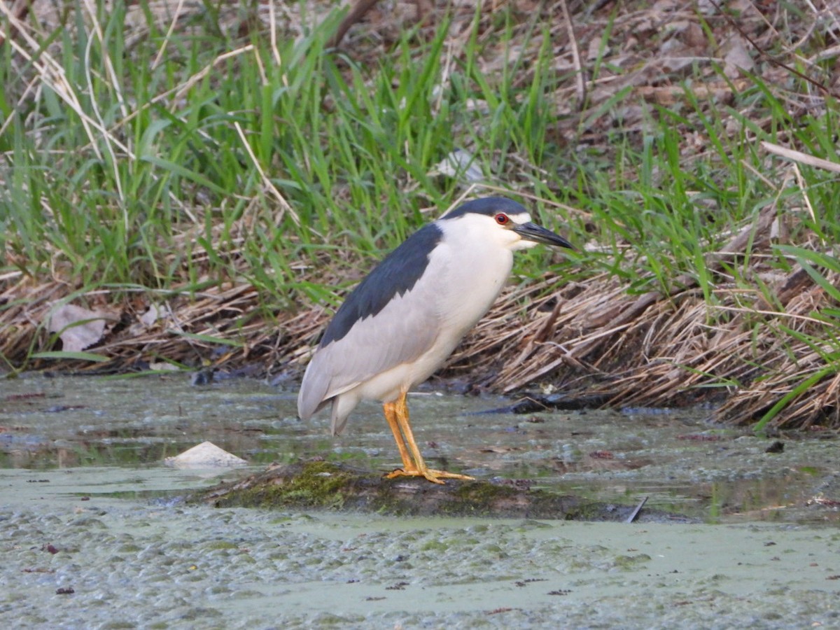 kvakoš noční - ML634691330