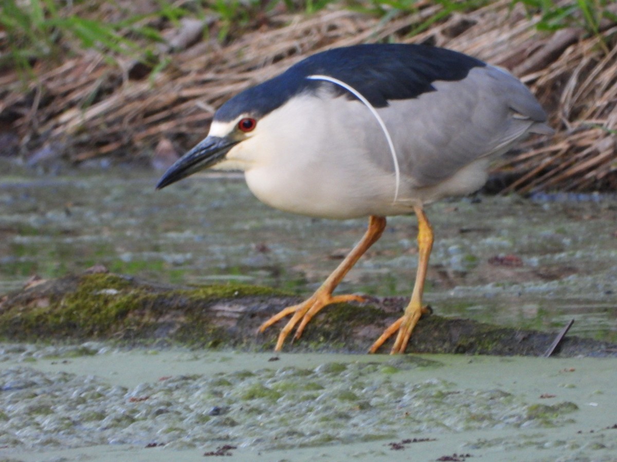 kvakoš noční - ML634691331