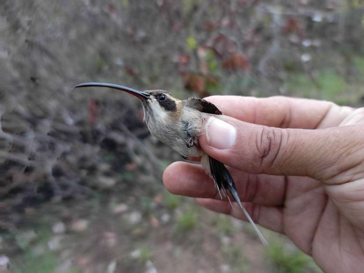 Pale-bellied Hermit - ML634691339