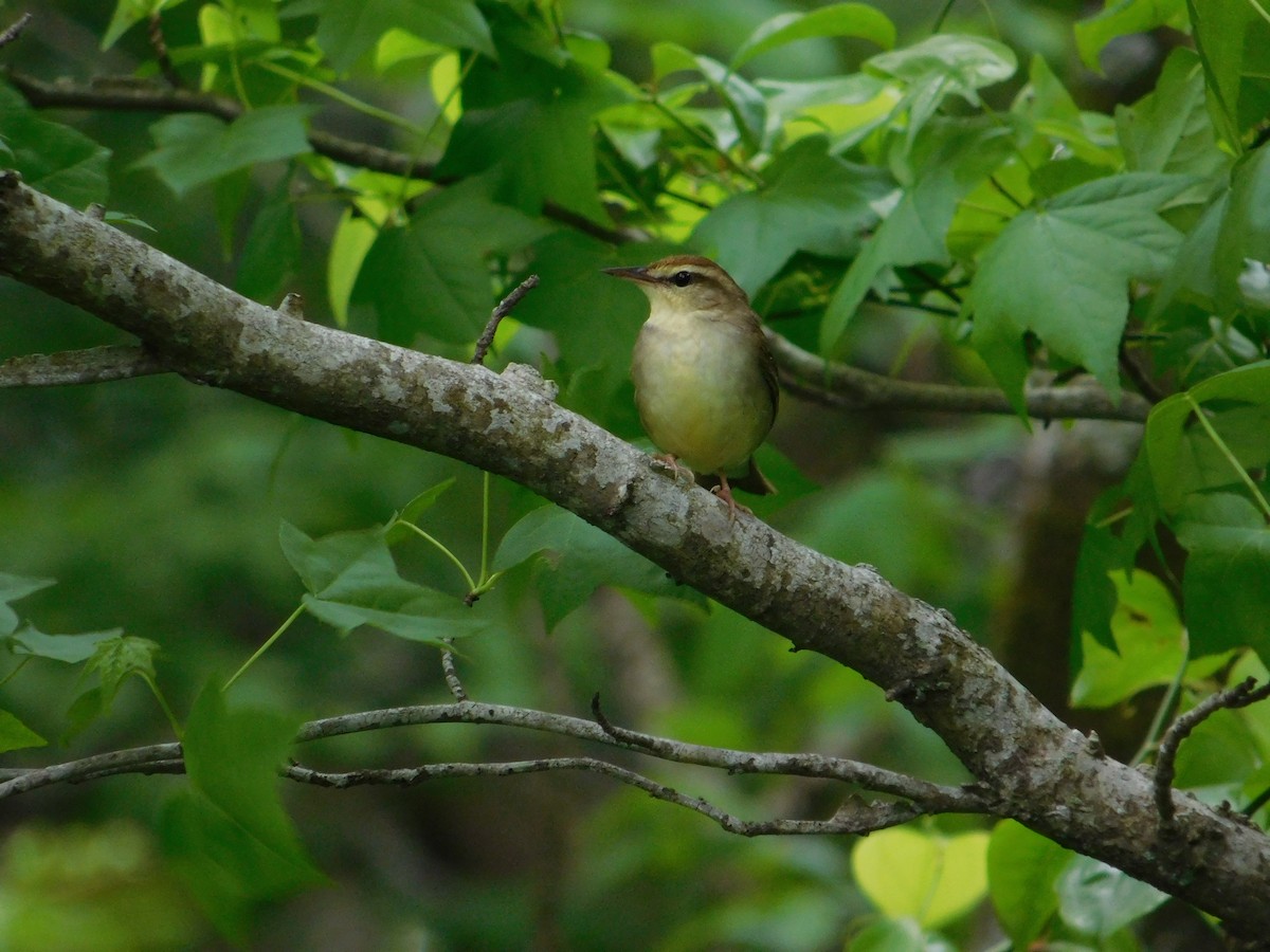 Swainson's Warbler - ML634691594