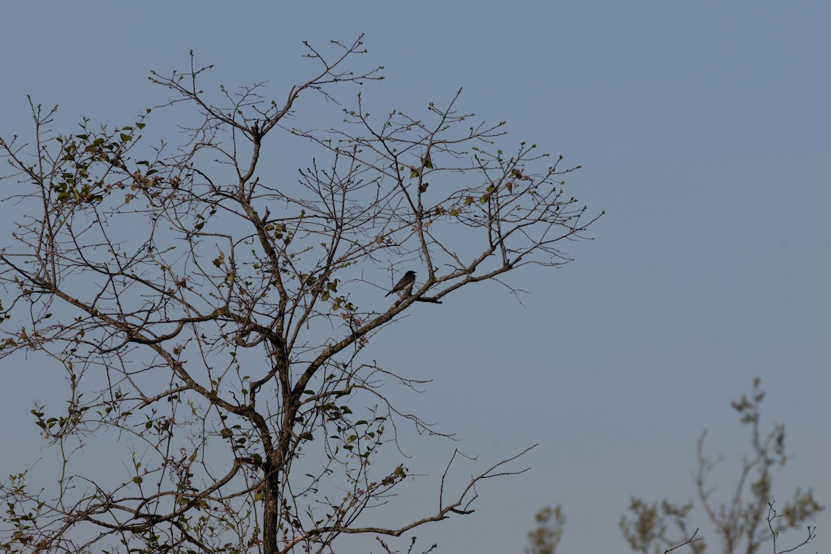Eastern Kingbird - ML634691693
