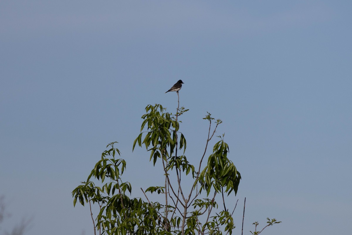 Eastern Kingbird - ML634691711