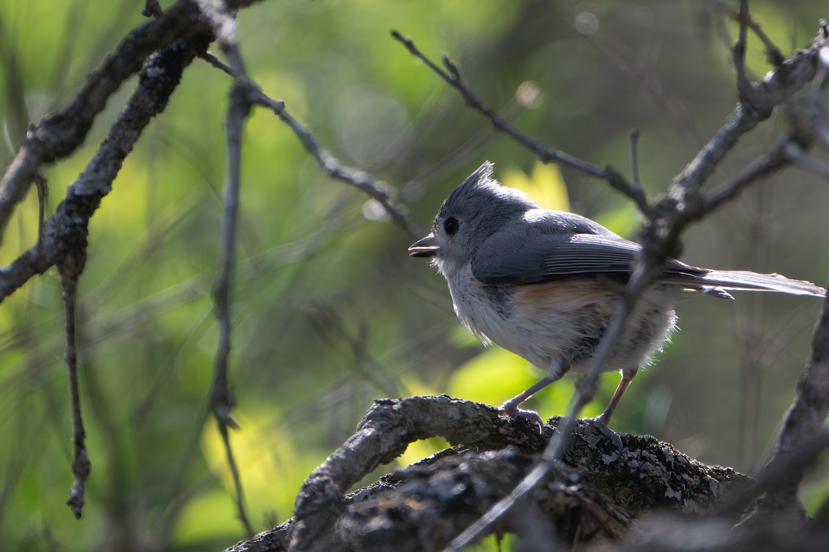 Tufted Titmouse - ML634691735