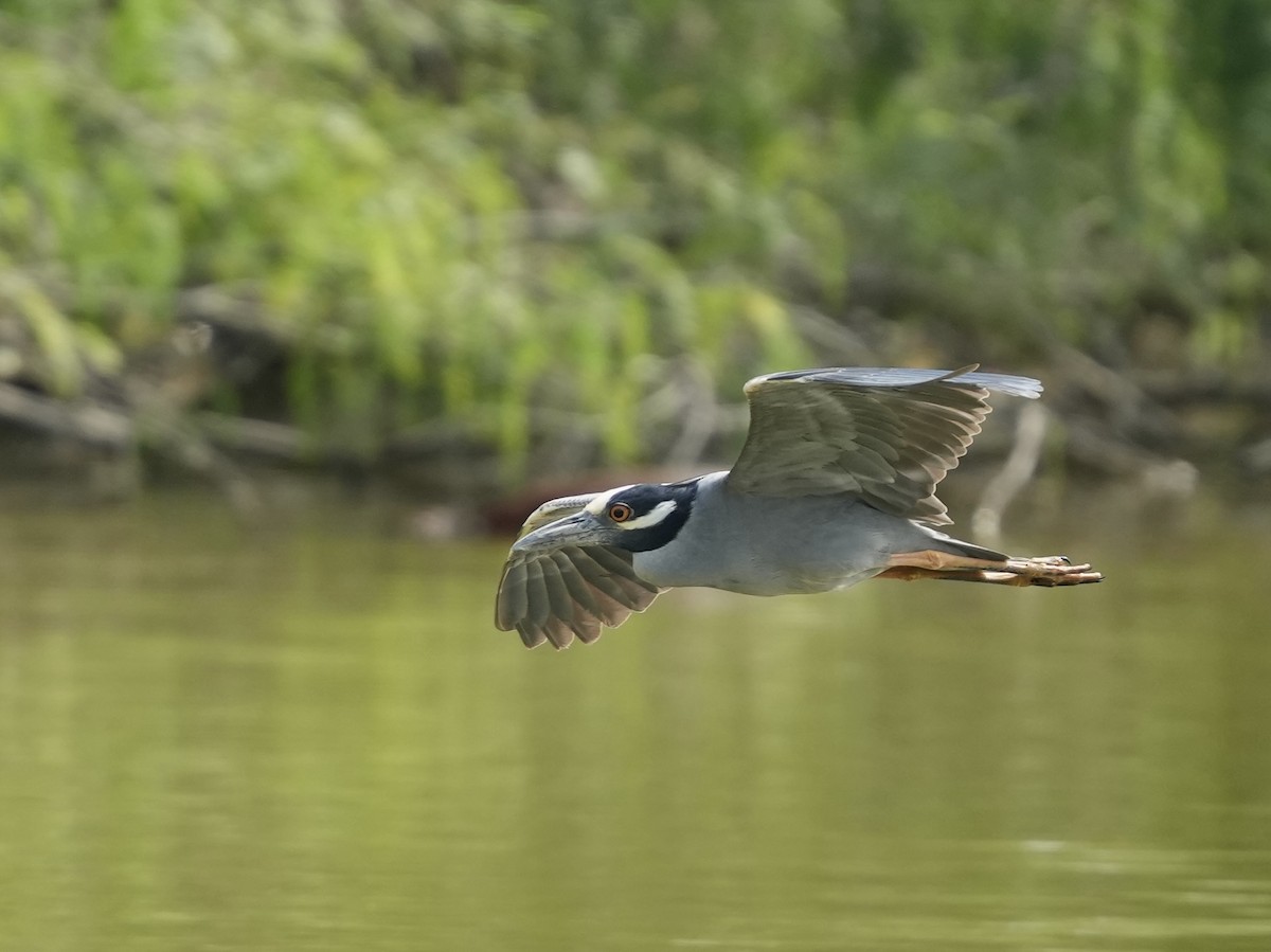 Yellow-crowned Night Heron - ML634691736