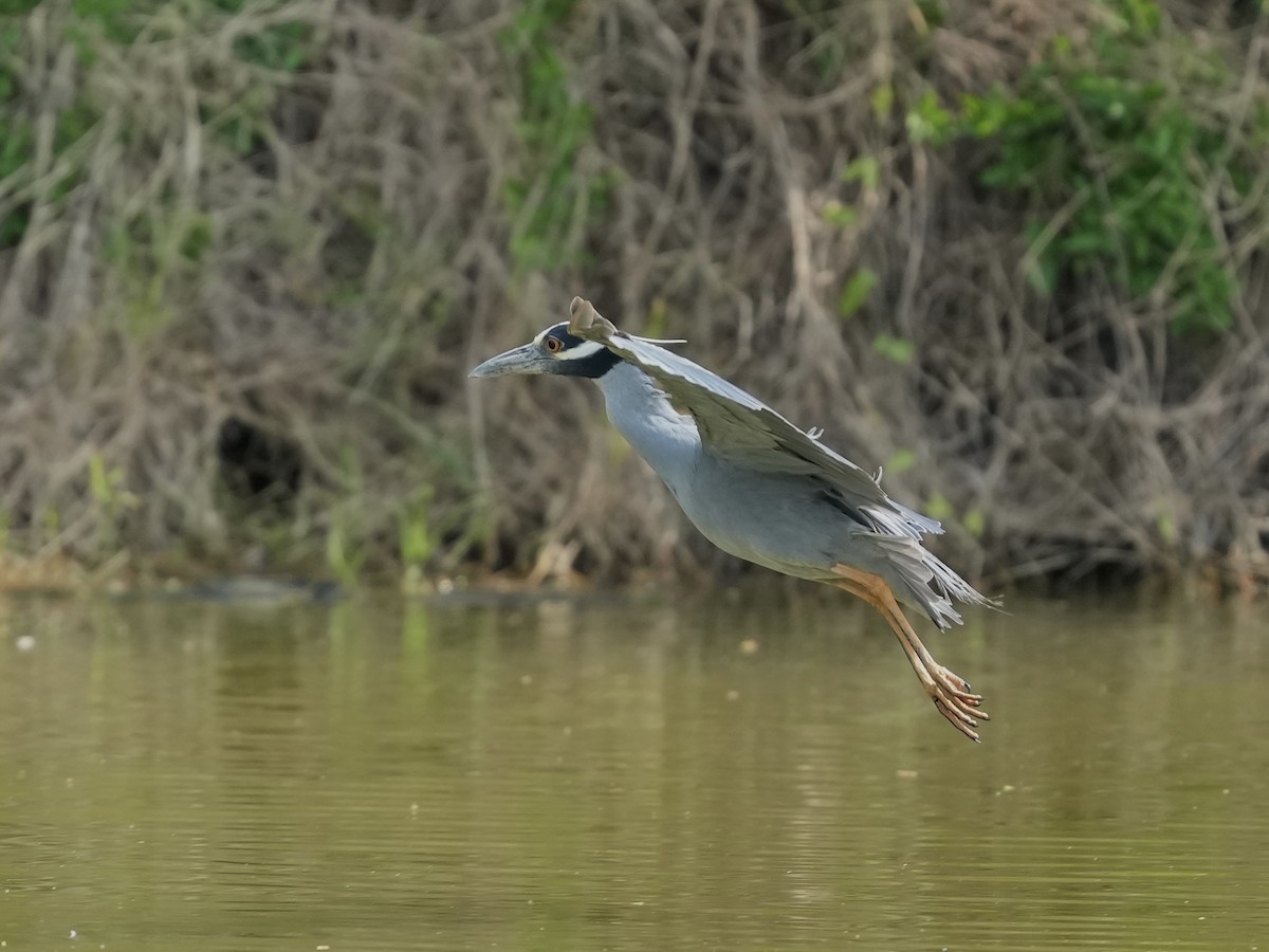 Yellow-crowned Night Heron - ML634691737
