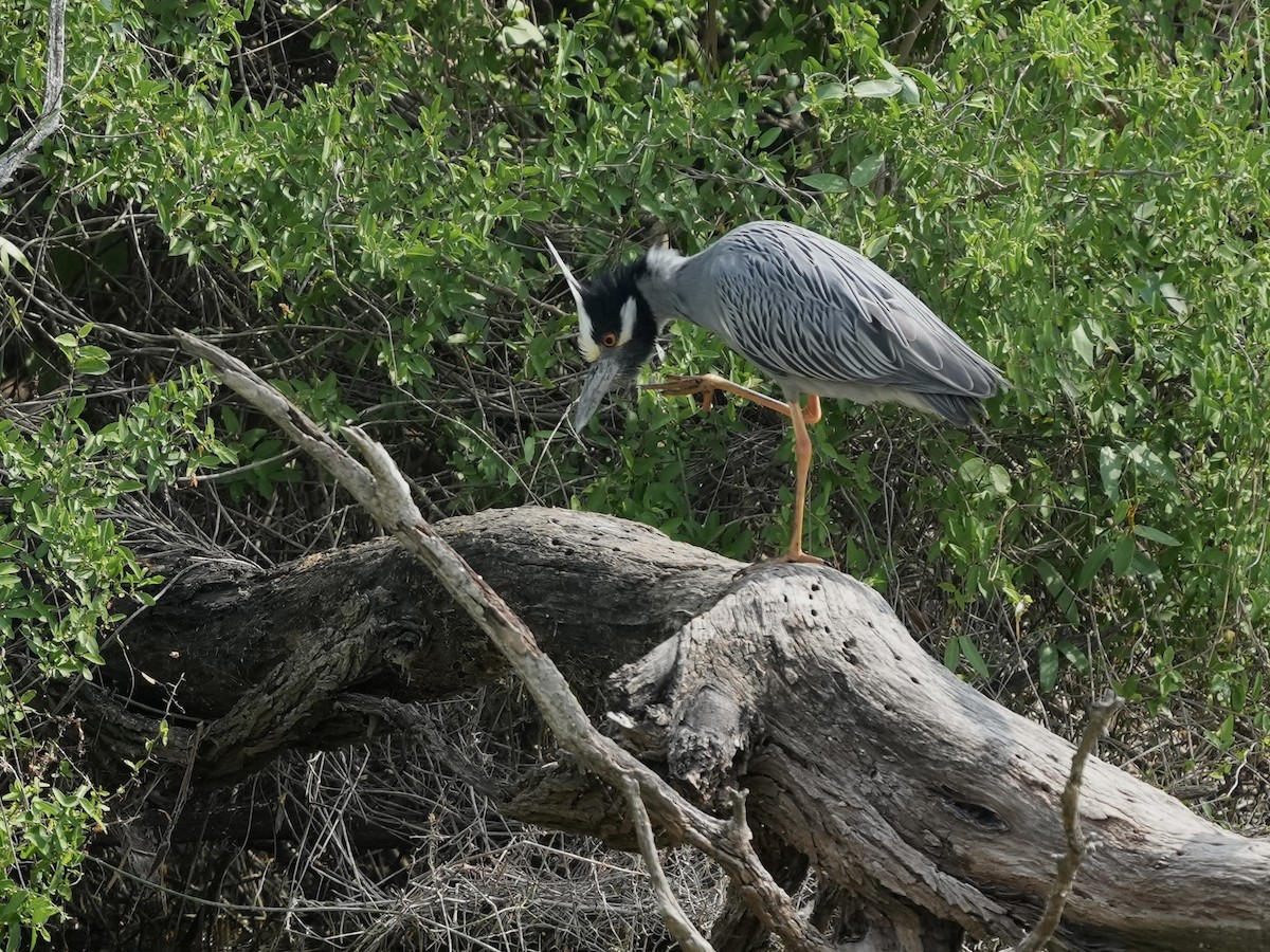 Yellow-crowned Night Heron - ML634691738