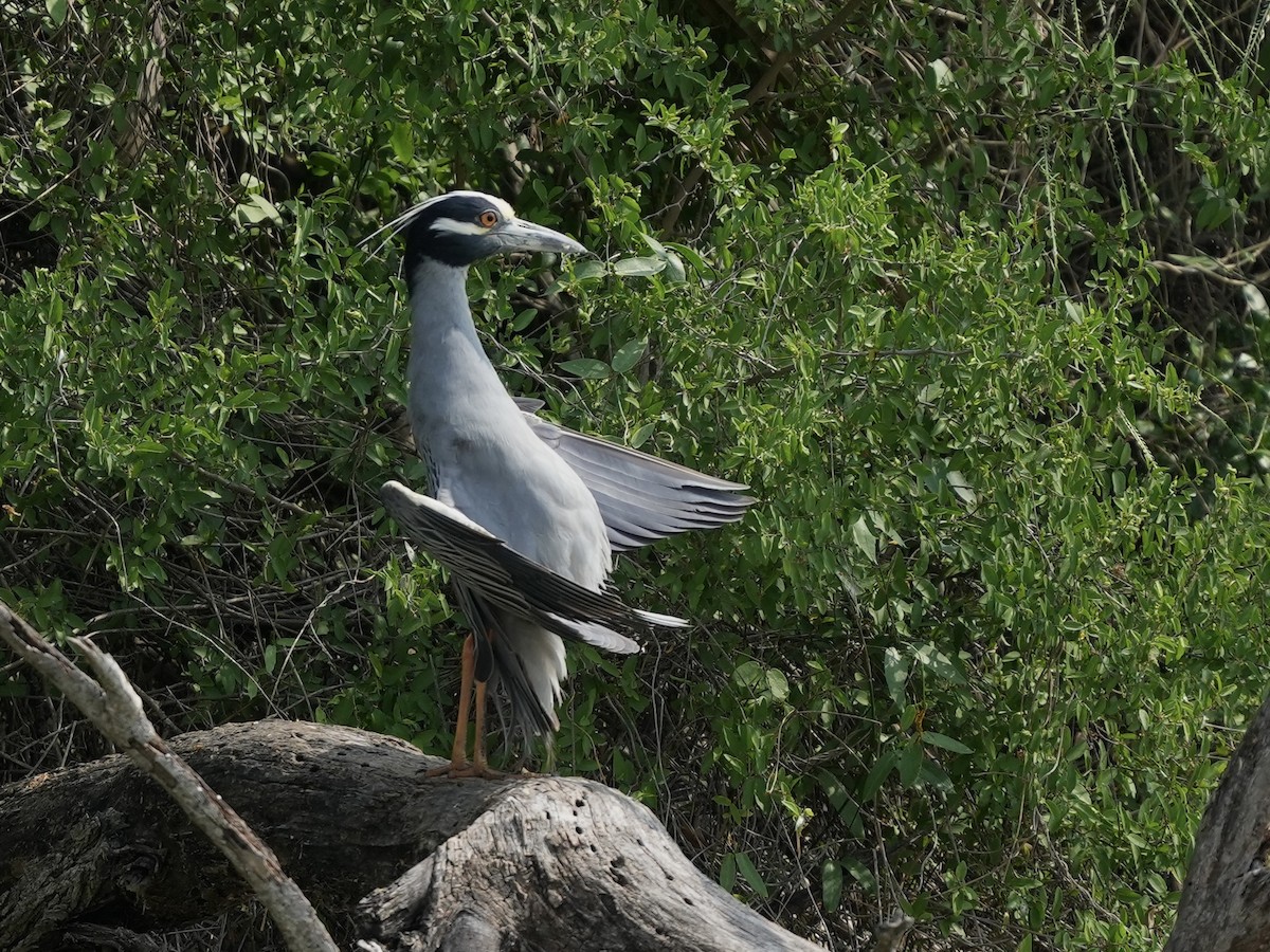 Yellow-crowned Night Heron - ML634691739