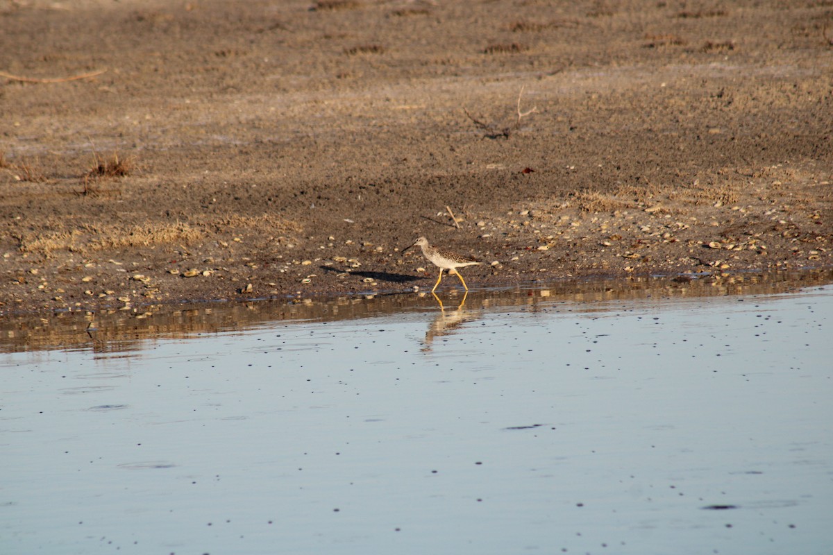 Greater Yellowlegs - ML634691761
