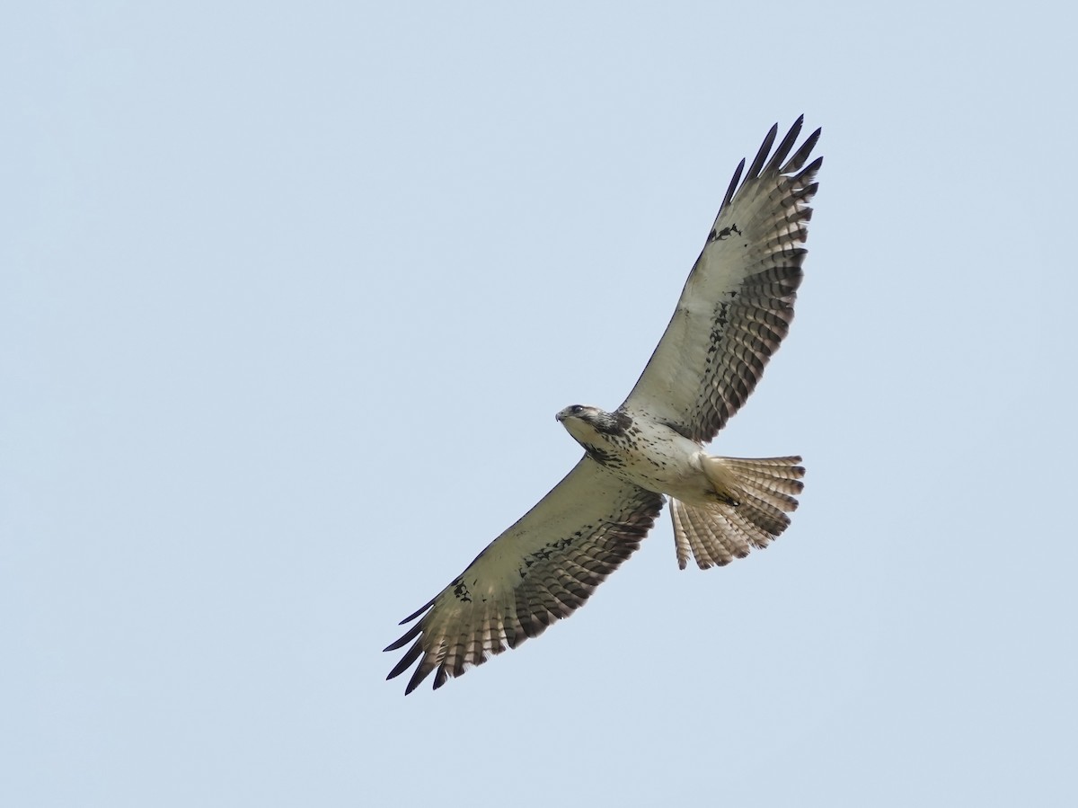 Swainson's Hawk - ML634691809