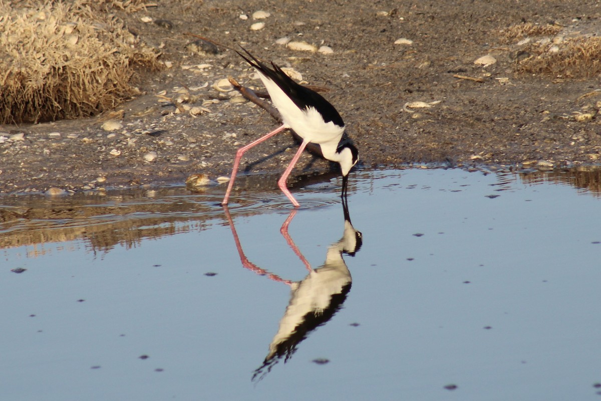 Black-necked Stilt - ML634691821