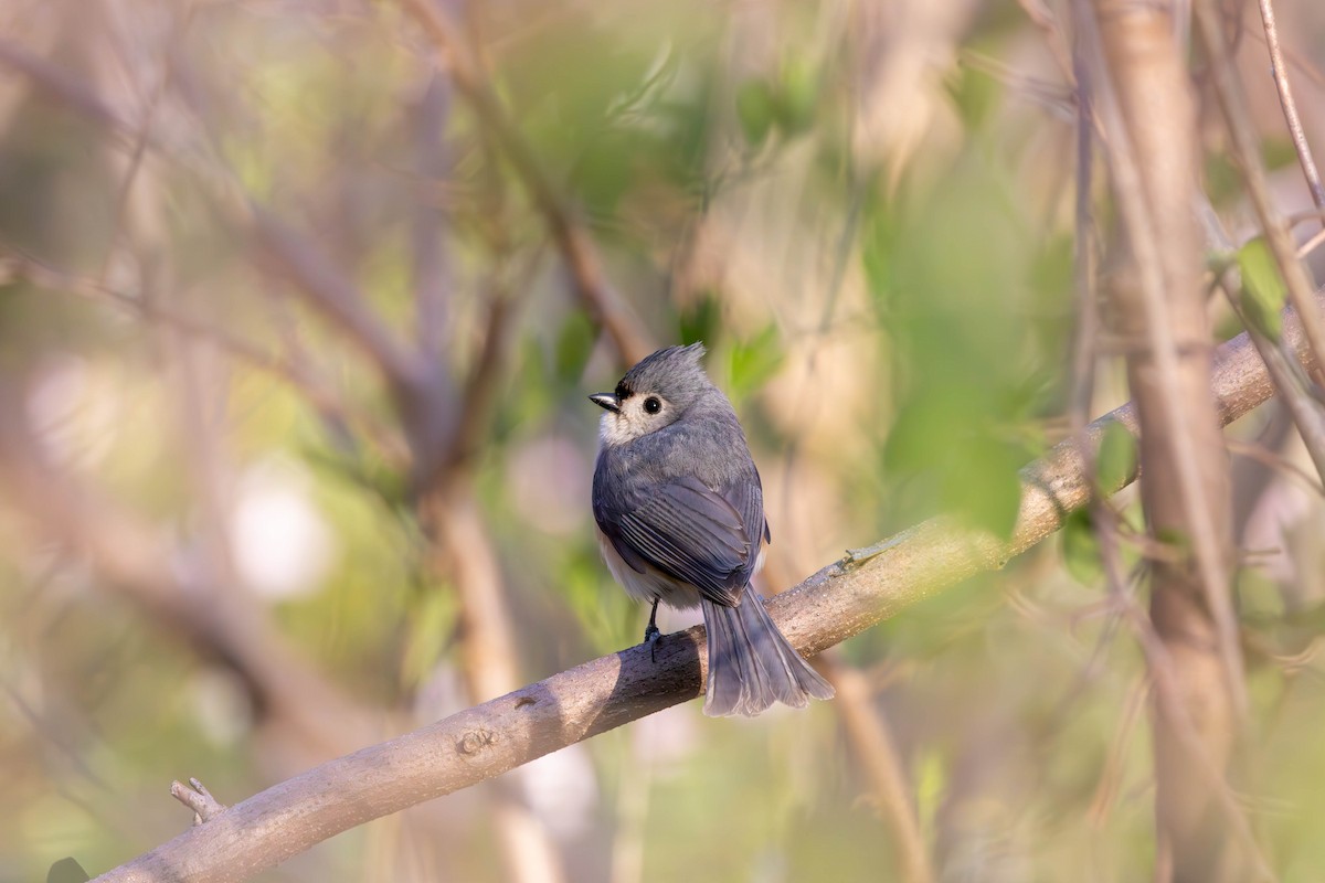 Tufted Titmouse - ML634691844