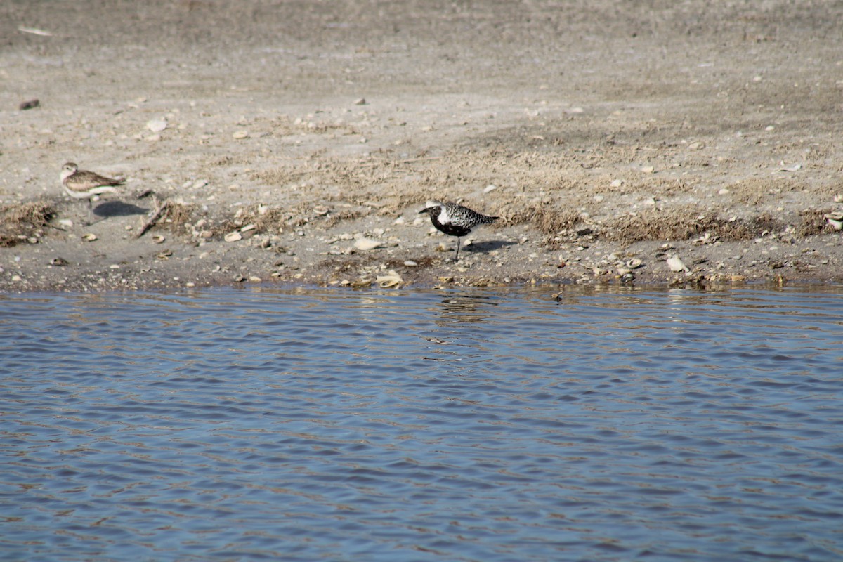 Black-bellied Plover - ML634691851