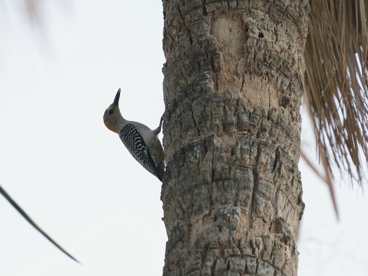 Golden-fronted Woodpecker - ML634691878